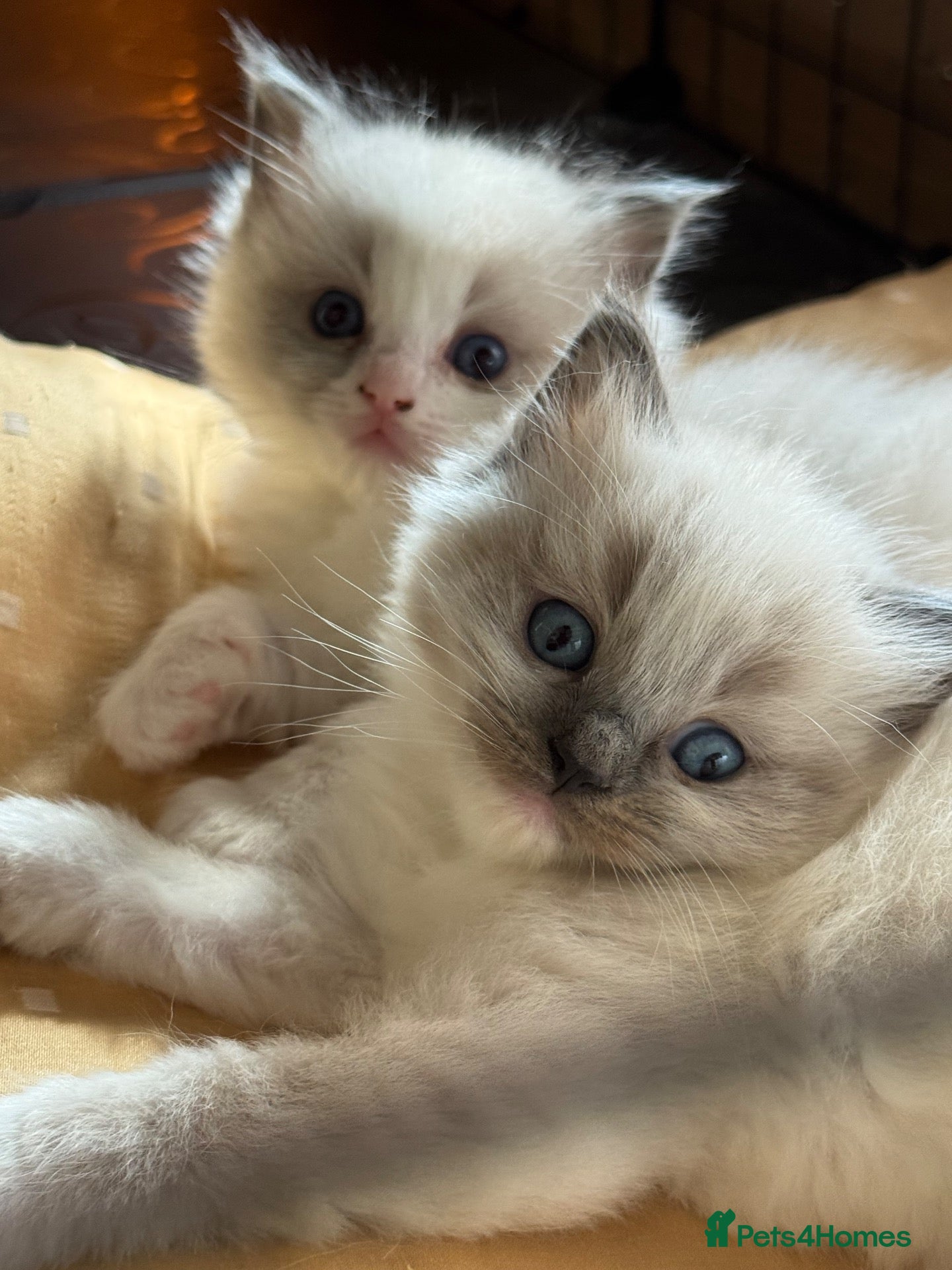Ragdoll cats Gorgeous Pedigree Ragdoll Kittens  - Advert 2