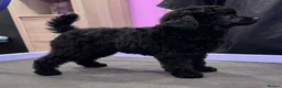 Toy Poodle dogs for sale: Gorgeous Girl Kc Toy Poodle Puppy for Sale!  - Advert 1