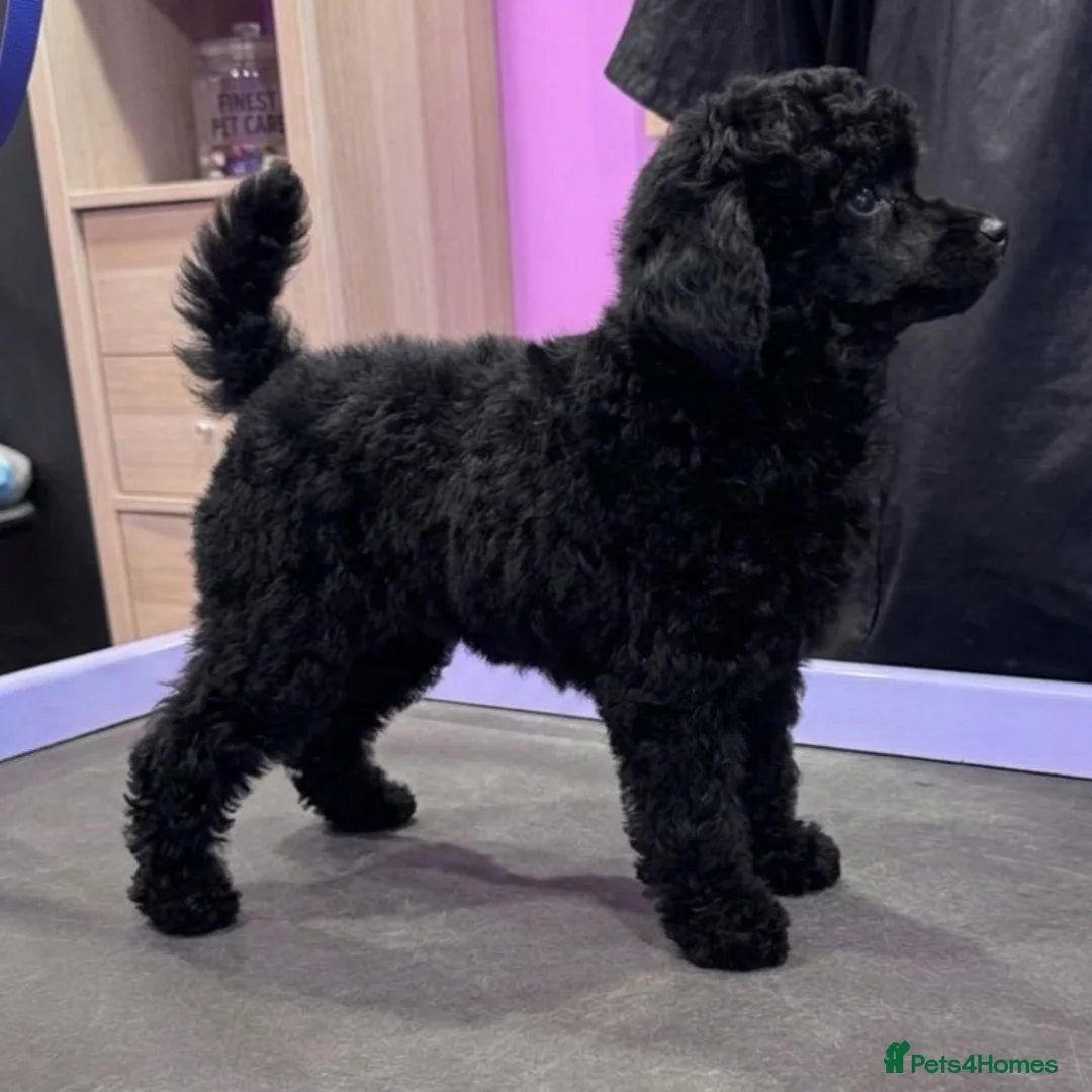 Toy Poodle dogs for sale: Gorgeous Girl Kc Toy Poodle Puppy for Sale!  - Advert 1