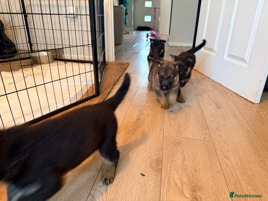 German Shepherd dogs for sale: 4x German shepard  pups females available  - Advert 17