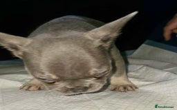 French Bulldog dogs for sale: Stunning litter of French bulldog puppies  - Image 21