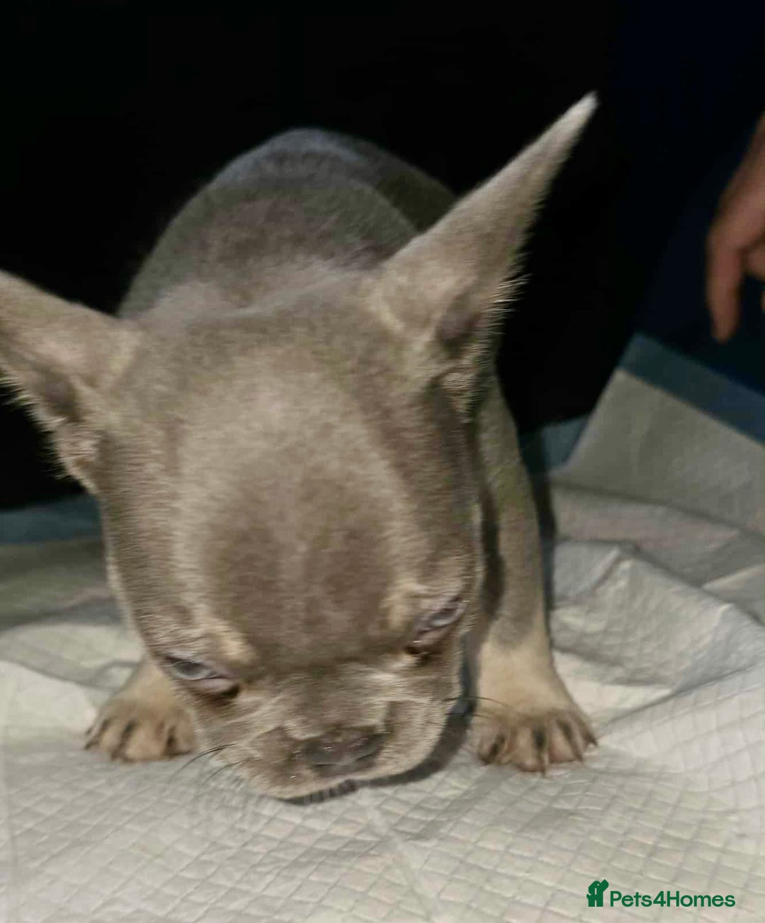French Bulldog dogs for sale: Stunning litter of French bulldog puppies  - Image 21