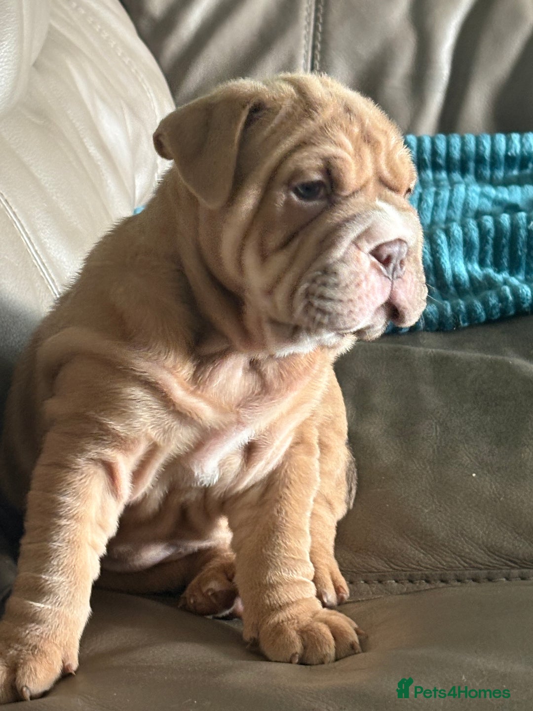 Mixed Breed dogs for sale: Bullpei  - Image 4