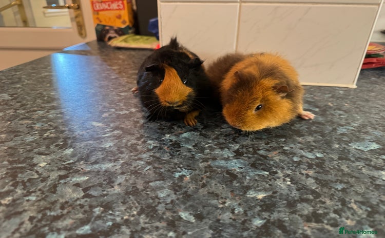 Guinea Pig rodents - Advert 5