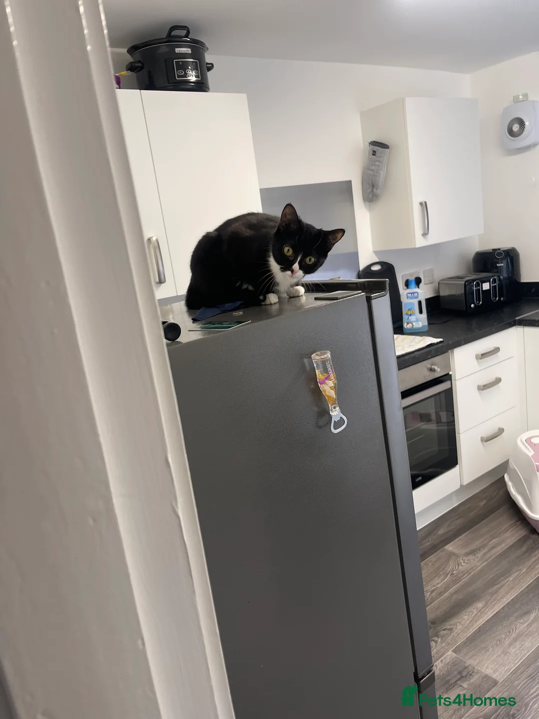 British Shorthair cats for sale: Emergency home - Advert 4