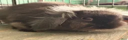 Mixed Breed rabbits for sale: Rabbits for sale  - Advert 3