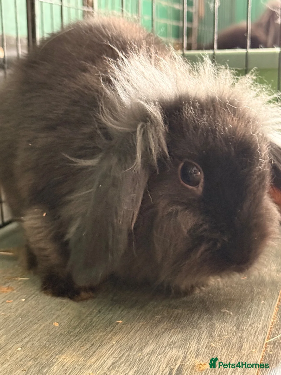 Mixed Breed rabbits for sale: Rabbits for sale  - Advert 3