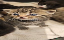 Mixed Breed cats for sale: 4 male kittens remaining, ready 25th October - Image 8
