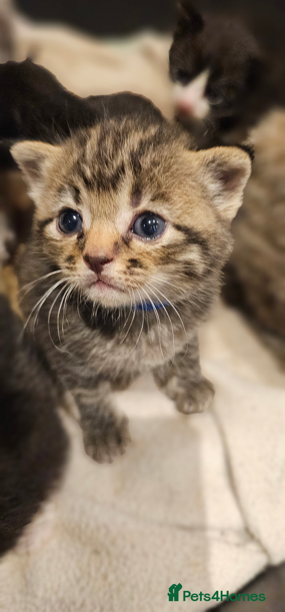 Mixed Breed cats for sale: 4 male kittens remaining, ready 25th October - Image 8