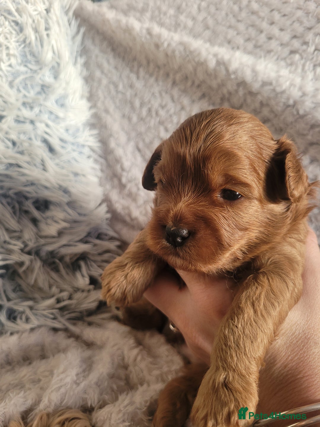 Cavapoo dogs for sale: Adorable mini Cavapoo puppies F1bb - Advert 12