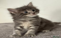 Maine Coon cats for sale: Stunning mainecoon kittens for sale.  - Image 1