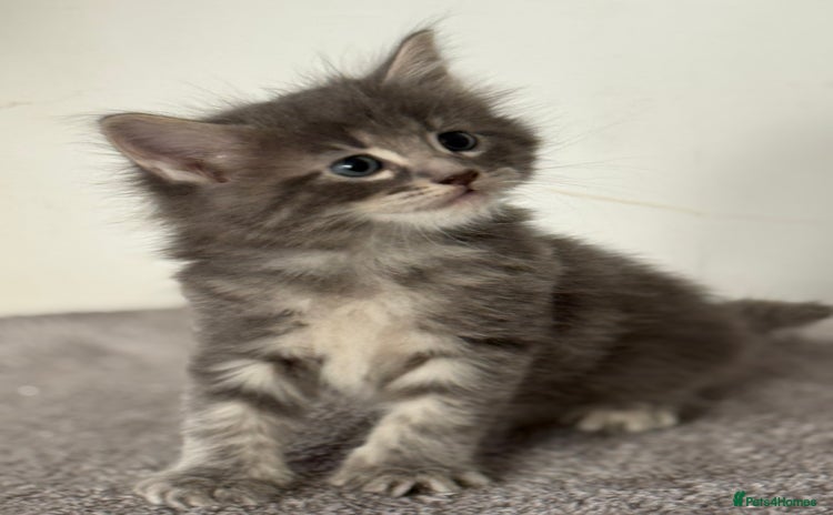 Maine Coon cats - Advert 1