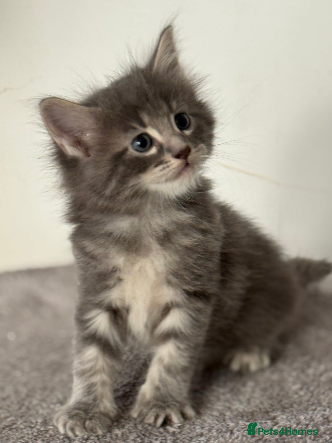 Maine Coon cats for sale: Stunning mainecoon kittens for sale.  - Image 1