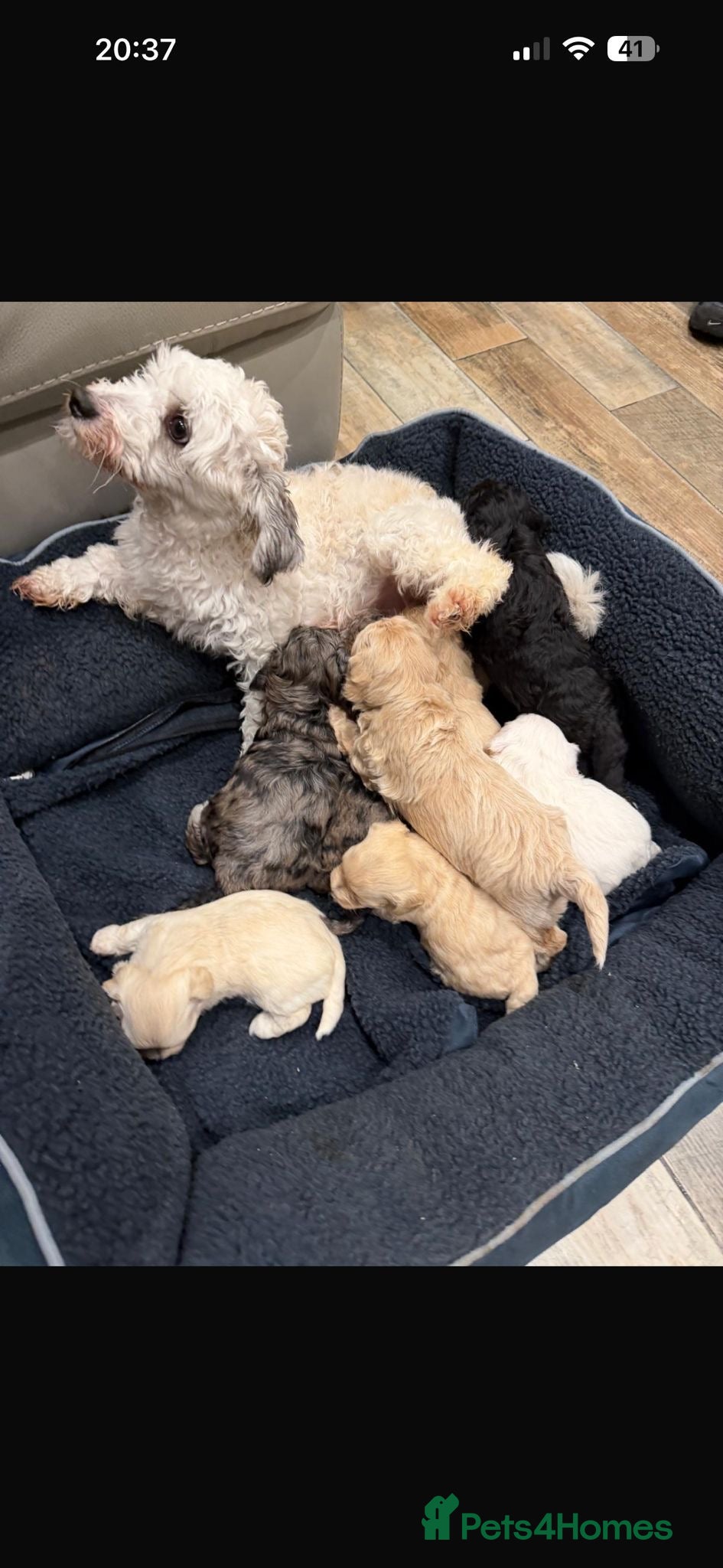 Maltipoo dogs Maltipoo puppies  - Advert 1