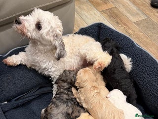 Maltipoo dogs Maltipoo puppies - Advert 1