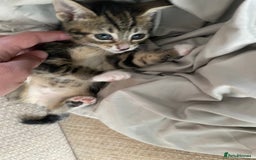 Mixed Breed cats for sale: 7 beautiful kittens - Image 18