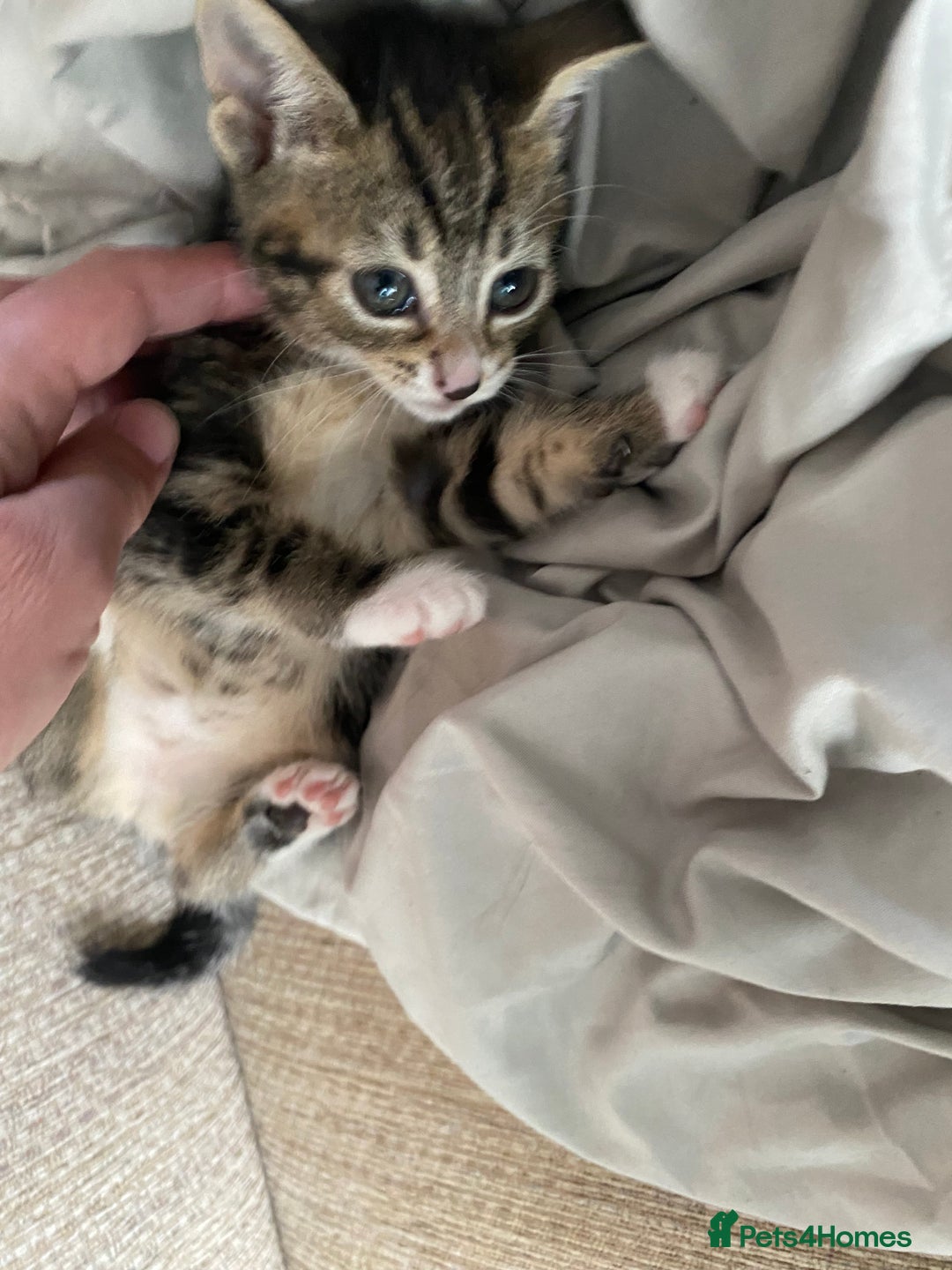 Mixed Breed cats for sale: 7 beautiful kittens - Image 18