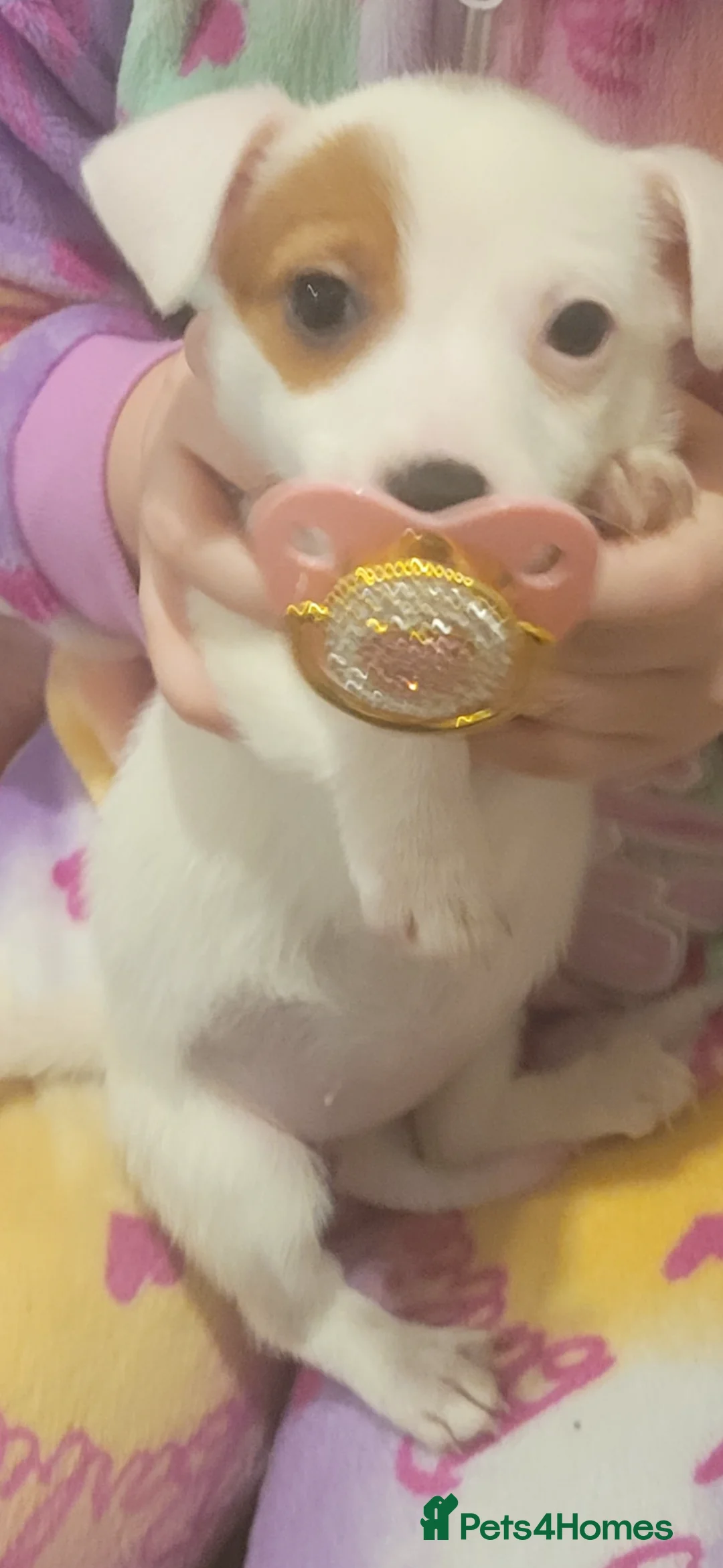 Jack Russell dogs for sale: Jack russel - Advert 1