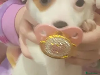 Jack Russell dogs Jack russel - Advert 2