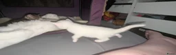 Mixed Breed cats for sale: 4 Beautiful kittens looking forever homes - Advert 3