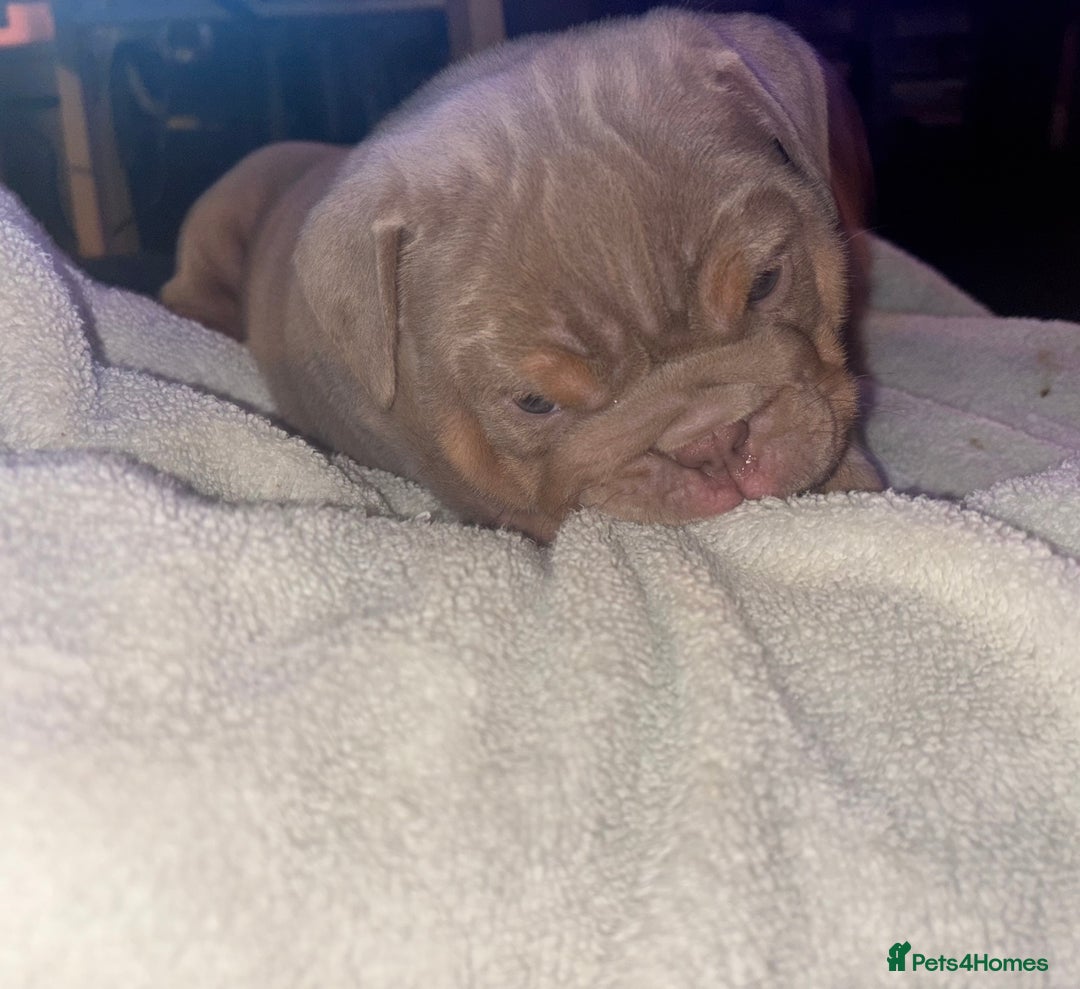 English Bulldog dogs for sale: 2 English bulldog 'lilac' puppies READY 8TH DEC 25 - Advert 22