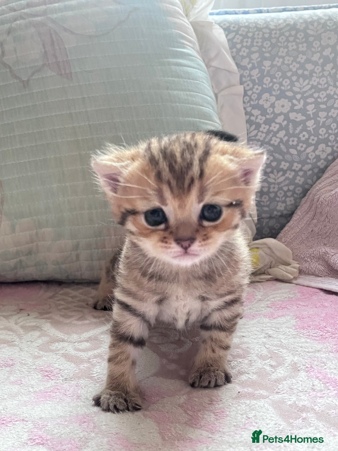 British Shorthair cats for sale: Scottish Straight/British Shorthair - Image 6