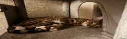 Mixed Breed cats for sale: Bengal x Tabby mixbreed. - Advert 2