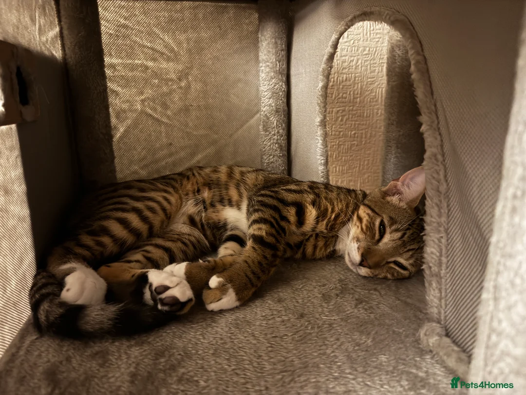 Mixed Breed cats for sale: Bengal x Tabby mixbreed. - Advert 2