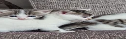 Domestic Shorthair cats for sale: Kittens for sale - Advert 15