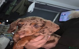 Miniature Dachshund dogs for sale: Miniature dachshund  - Image 3