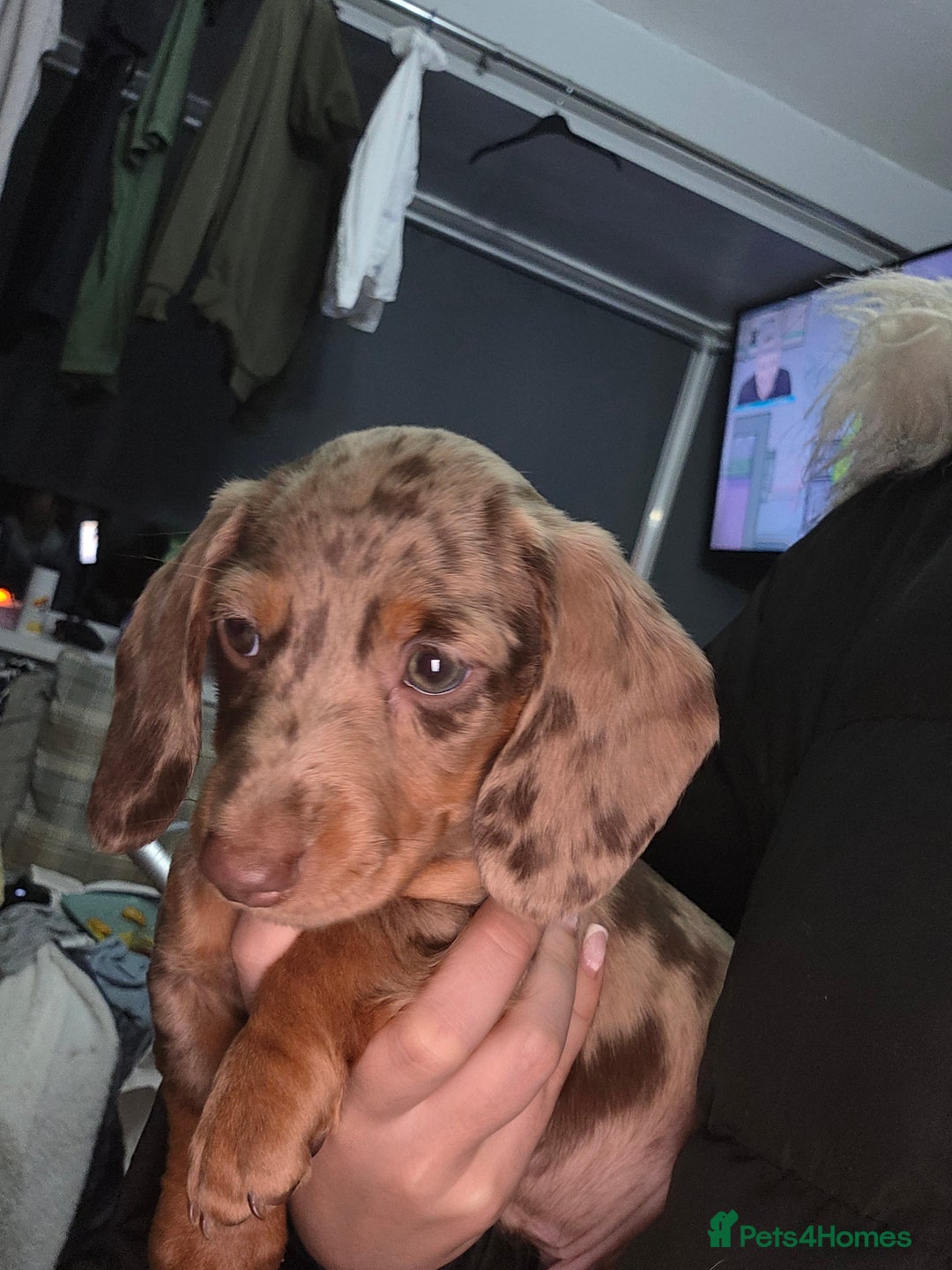 Miniature Dachshund dogs for sale: Miniature dachshund  - Image 3