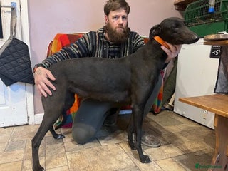 Mixed Breed dogs for sale - Advert 1