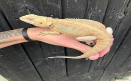 Bearded Dragon reptiles for sale: Various Bearded Dragon Morphs in Downham Market - Image 16