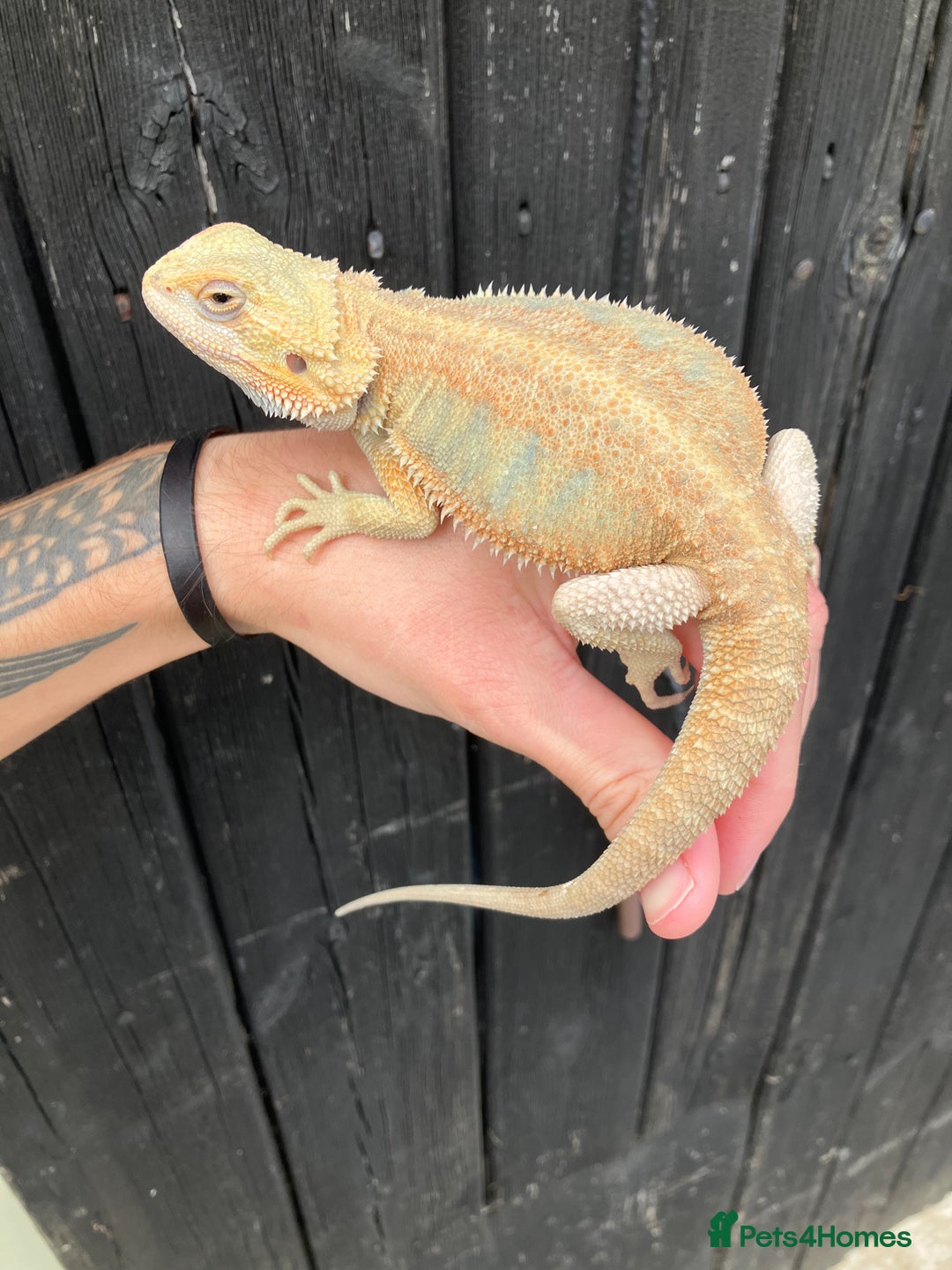 Bearded Dragon reptiles for sale: Various Bearded Dragon Morphs in Downham Market - Image 16