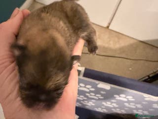 Pomeranian dogs Kc cream thick fur Pomeranian male puppy - Advert 12