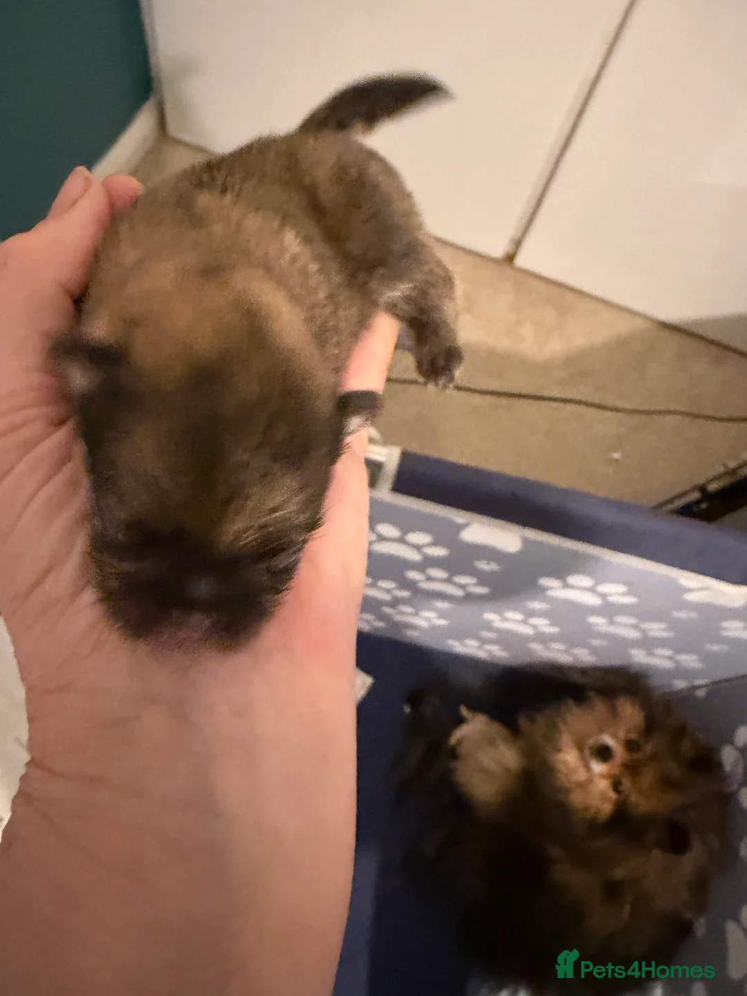 Pomeranian dogs for sale: Kc cream thick fur Pomeranian male puppy - Advert 1