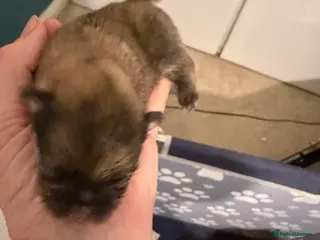 Pomeranian dogs for sale: Kc cream thick fur Pomeranian male puppy - Advert 1