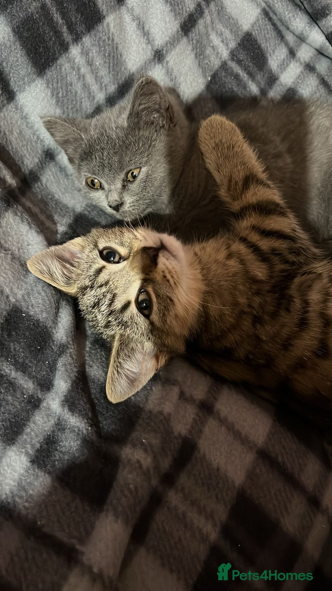 British Shorthair cats for sale: Kittens looking for home  - Advert 8