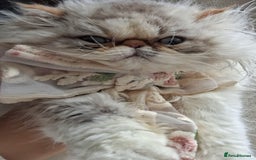 Persian cats for sale: Lovely Persian kitten  - Image 8