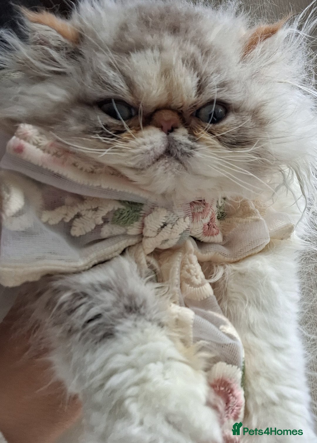 Persian cats for sale: Lovely Persian kitten  - Image 8