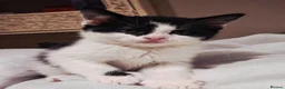Mixed Breed cats for sale: READY NOW ..Beautiful black and white kittens  - Advert 3