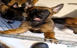 Belgian Shepherd Dog dogs for sale: Belgium Malinois Cross  - Image 8