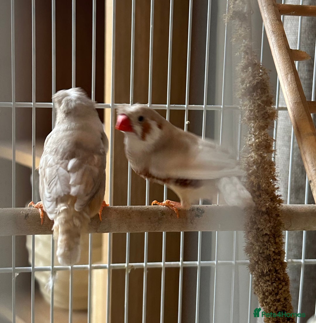 Finches birds for sale: Two pairs of finches  - Image 4