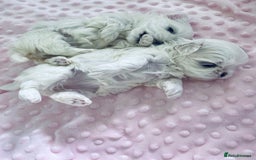 Maltese dogs for sale: Korean doll face puppies - Advert 6
