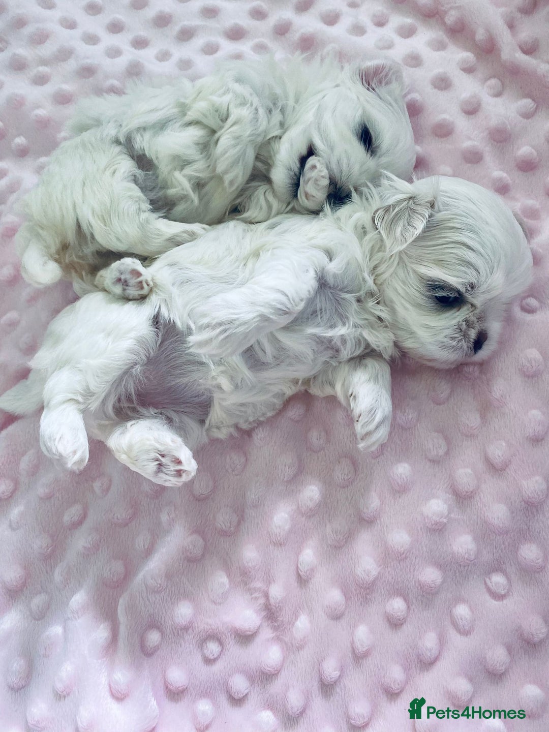 Maltese dogs for sale: Korean doll face puppies - Advert 6