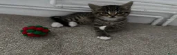 Mixed Breed cats for sale: Two gorgeous girl kittens  - Advert 3