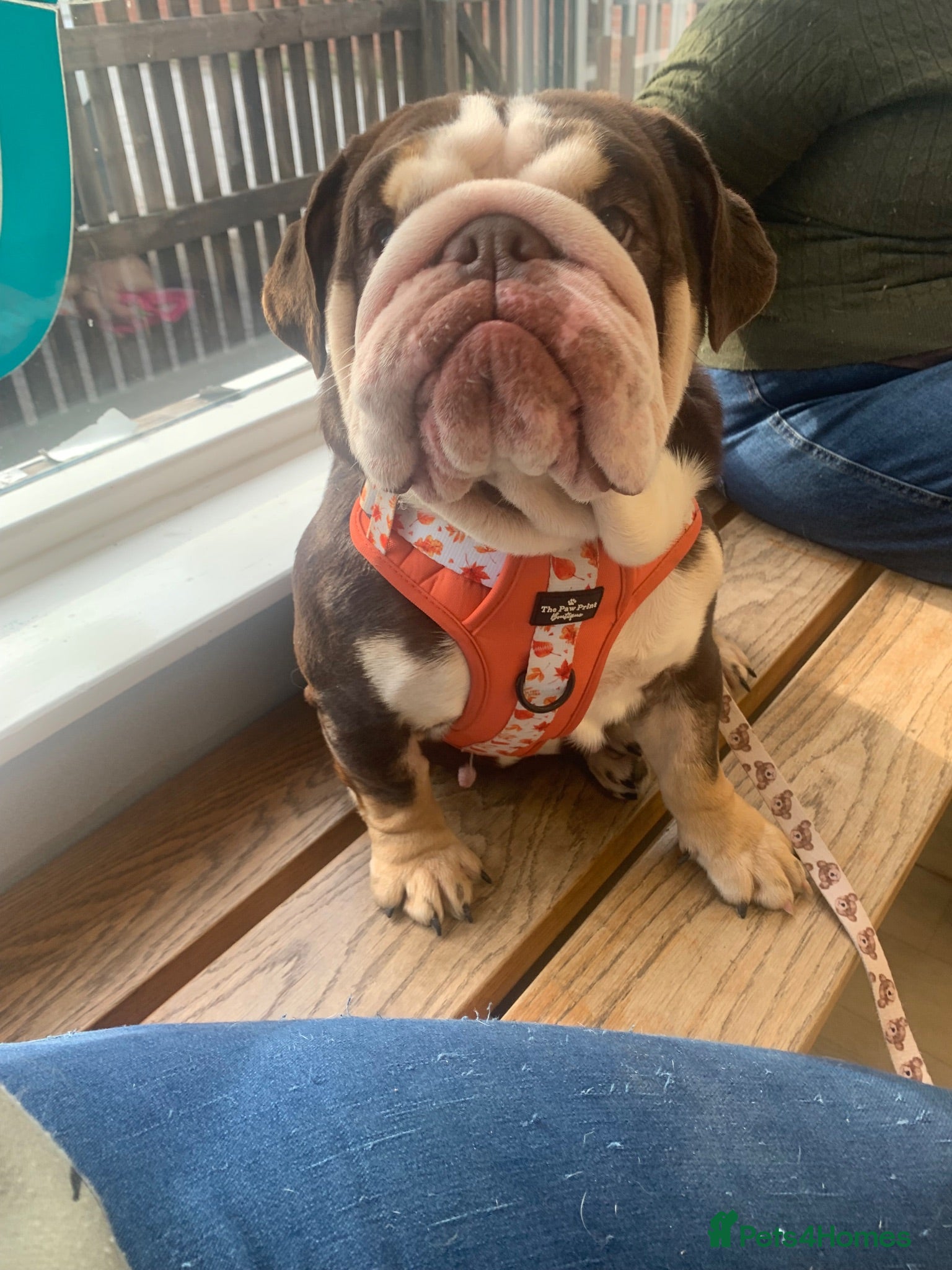 English Bulldog dogs Female English bulldog - Advert 5