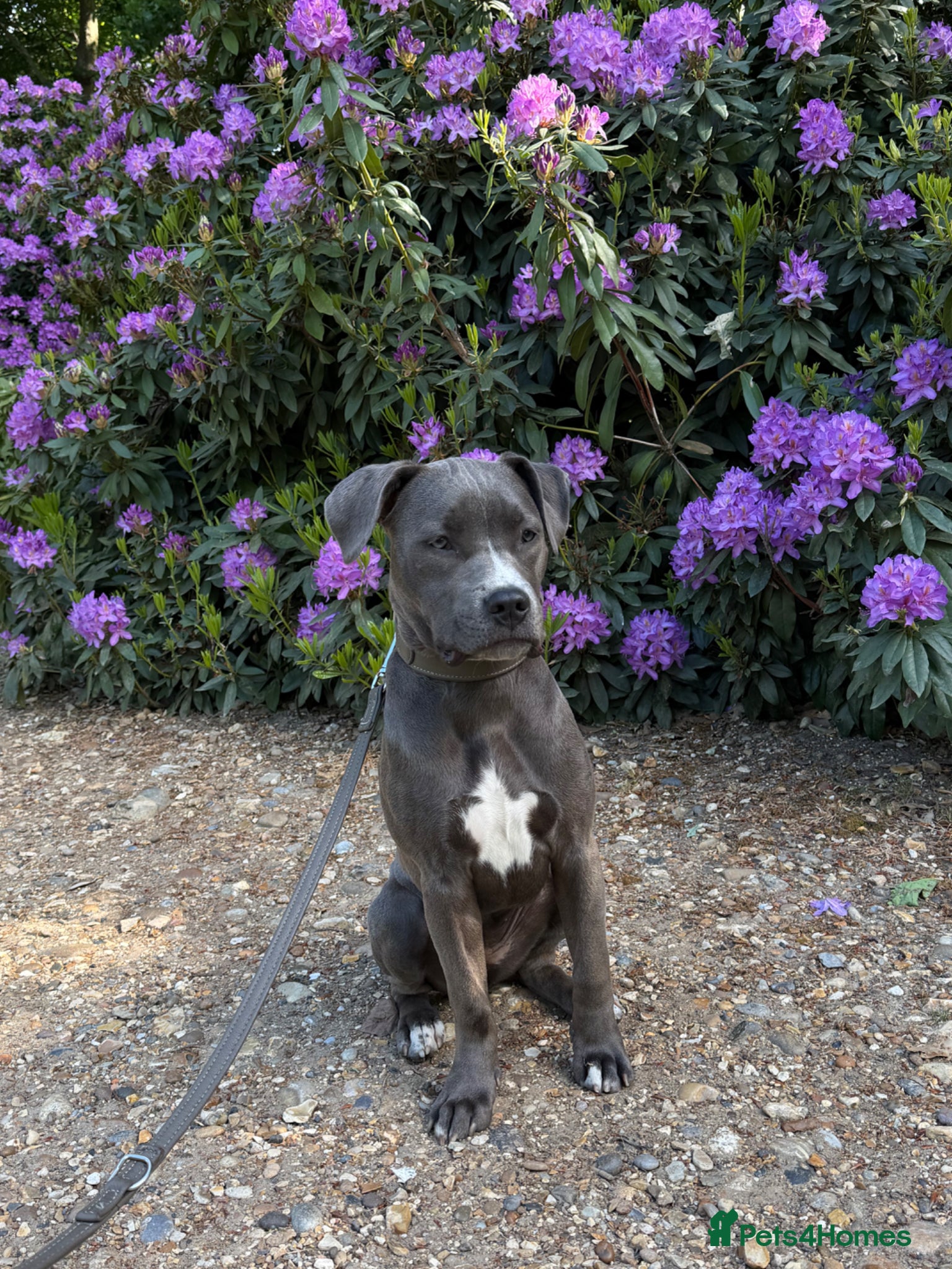 American Bull Staffy dogs Uma - staffy mix - Advert 5