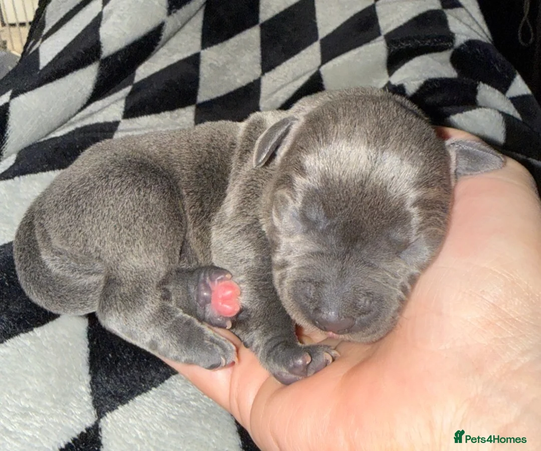 Staffordshire Bull Terrier dogs for sale: Kennel Club registered Staffordshire bull terriers - Advert 5