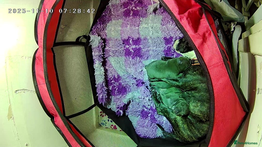 Staffordshire Bull Terrier dogs for sale: Blue Staffordshire Bull Terrier puppies - Image 2